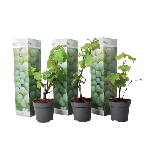 Plant in a Box - Traubenpflanzen - 3er Set - Vitis Vinifera 'Chardonnay' - Weintraube Weiß - Winterhart - Topf 9cm - Höhe 25-40cm von Plant in a Box