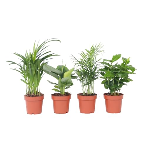 Plant in a Box - Trendig Grüne Zimmerpflanzen - 4er Mix - Dypsis lutescens, Chamaedorea elegans, Coffea, Musa Oriental Dwarf - Topf 12cm - Höhe 25-40cm von Plant in a Box
