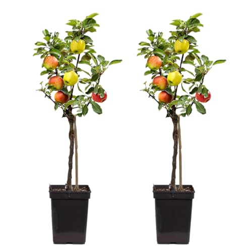 Plant in a Box - Trio-Apfelbaum - 3 Apfelsorten an 1 Baum - 2er Set - Malus Elstar, Malus Jonagored, Malus Golden Delicious - Obstbaum - Topf 17cm - Höhe 60-70cm von Plant in a Box