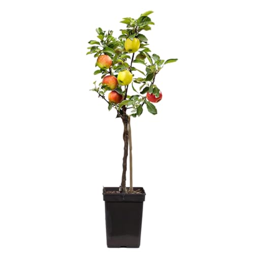 Plant in a Box - Trio-Apfelbaum - 3 Apfelsorten an 1 Baum - Malus Elstar, Malus Jonagored, Malus Golden Delicious - Obstbaum - Topf 17cm - Höhe 60-70cm von Plant in a Box