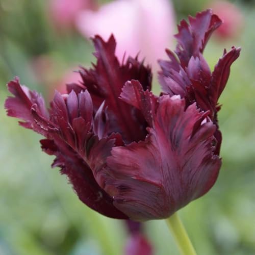 Plant in a Box - Tulipa Black Parrot - Blumenzwiebeln x21 - Sittich-Tulpe - Dunkelviolett von Plant in a Box
