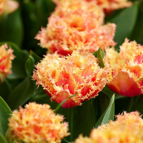 Plant in a Box - Tulipa Brisbane - Blumenzwiebeln x15 - Tulpe - Rosa - Tulpen aus Holland Plant in a Box - Tulipa Brisbane - Blumenzwiebeln x15 - Tulpe - Rosa - Tulpen aus Holland von Plant in a Box