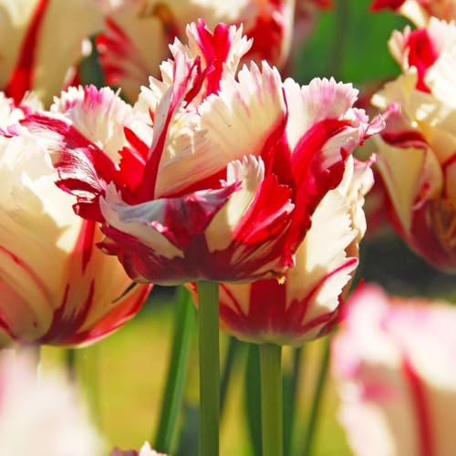 Plant in a Box - Tulipa Estella Rijnveld - 14x Tulpenblumenzwiebeln - Winterharte Blumenzwiebeln für Garten, Terrasse oder Balkon Plant in a Box - Tulipa Estella Rijnveld - 14x Tulpenblumenzwiebeln - Winterharte Blumenzwiebeln für Garten, Terrasse oder Balkon von Plant in a Box