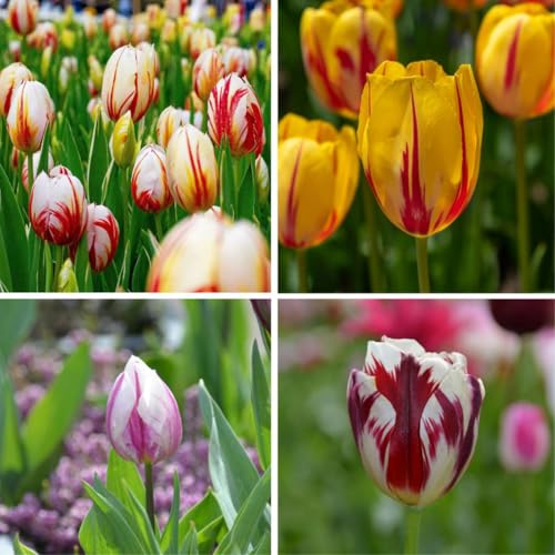Plant in a Box - Tulipa Flaming Beauty Mix - Tulpenzwiebeln x30 - Blumenzwiebeln frühblüher für Garten - Holländische Pracht Plant in a Box - Tulipa Flaming Beauty Mix - Tulpenzwiebeln x30 - Blumenzwiebeln frühblüher für Garten - Holländische Pracht von Plant in a Box