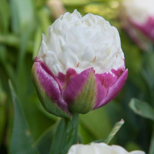 Plant in a Box - Tulipa Ice Cream - Blumenzwiebeln x15 - Tulpe - Violett Weiß - Tulpen aus Holland von Plant in a Box