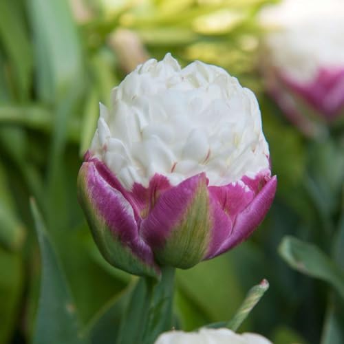 Plant in a Box - Tulipa Ice Cream - Blumenzwiebeln x20 - Tulpe - Violett Weiß - Tulpen aus Holland von Plant in a Box