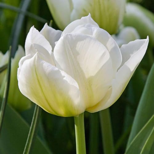Plant in a Box - Tulipa Northcap - Blumenzwiebeln x14 - Tulpe - Weiß - Tulpen aus Holland von Plant in a Box