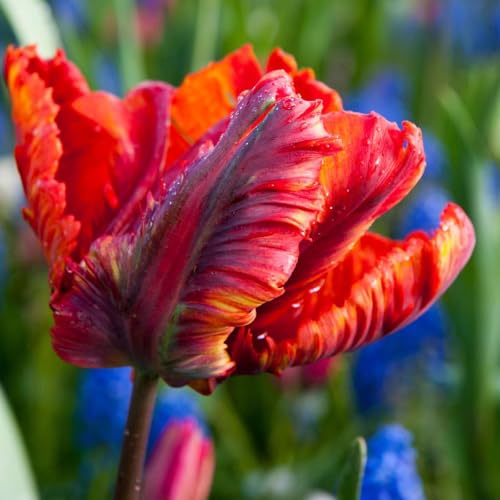 Plant in a Box - Tulipa Rasta Parrot - Tulpenzwiebeln x10 - Blumenzwiebeln für Garten, Terasse oder Balkon Plant in a Box - Tulipa Rasta Parrot - Tulpenzwiebeln x10 - Blumenzwiebeln für Garten, Terasse oder Balkon von Plant in a Box