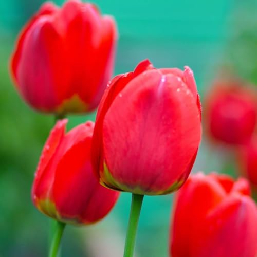 Plant in a Box - Tulipa Red Impression - Blumenzwiebel x14 - Tulp - Rot - Tulpen von Holland Plant in a Box - Tulipa Red Impression - Blumenzwiebel x14 - Tulp - Rot - Tulpen von Holland von Plant in a Box