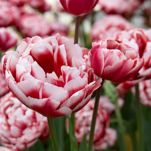 Plant in a Box - Tulpenzwiebeln - 15 Stk - Tulipa 'Drumline' - Blumenzwiebeln - Rosa Plant in a Box - Tulpenzwiebeln - 15 Stk - Tulipa 'Drumline' - Blumenzwiebeln - Rosa von Plant in a Box