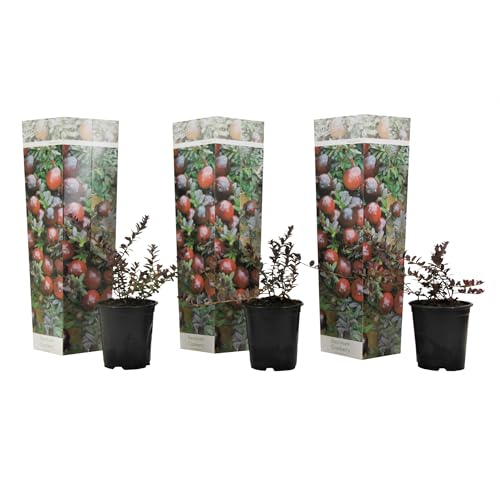 Plant in a Box - Vaccinium Preiselbeere - 3er Set - Winterhart - Gartenpflanzen - Essbare Cranberry Früchte - Topf 9cm - Höhe 10-20cm Plant in a Box - Vaccinium Preiselbeere - 3er Set - Winterhart - Gartenpflanzen - Essbare Cranberry Früchte - Topf 9cm - Höhe 10-20cm von Plant in a Box