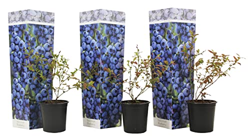 Plant in a Box - Vaccinium corymbosum 'Sonnenscheinblau' - 3er Set -Blaubeere - Pflanzen winterhart - Topf 9cm - Höhe 25-40cm von Plant in a Box