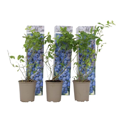Plant in a Box - Vaccinium corymbosum 'Sonnenscheinblau' - 3er Set -Blaubeere - Pflanzen winterhart - Topf 9cm - Höhe 25-40cm von Plant in a Box