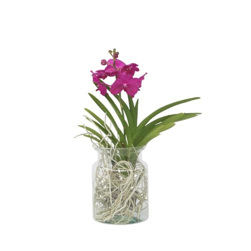 Plant in a Box - Vanda 'Bose' in Vase - Orchidee - Kirsche - Höhe 45cm von Plant in a Box