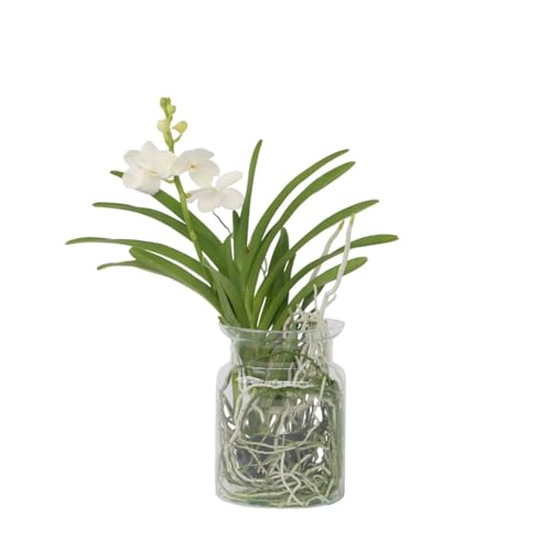 Plant in a Box - Vanda 'Bose' in Vase - Orchidee - Weiß - Höhe 45cm von Plant in a Box