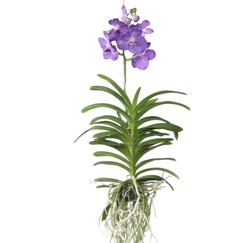 Plant in a Box - Vanda Magic XXL – Königsblau – Höhe 90 cm von Plant in a Box