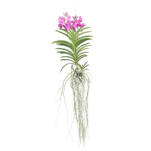 Plant in a Box - Vanda Magic XXL – Rosa – Höhe 90 cm von Plant in a Box
