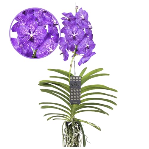 Plant in a Box - Vanda 'Neues Blau' - Tropische Orchidee - Schöne Farbmischung - Blühende Orchidee - Höhe 55-65cm von Plant in a Box