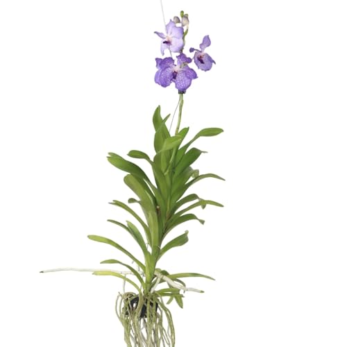 Plant in a Box - Vanda 'Neues Blau' - Tropische Orchidee - Schöne Farbmischung - Blühende Orchidee - Höhe 55-65cm von Plant in a Box