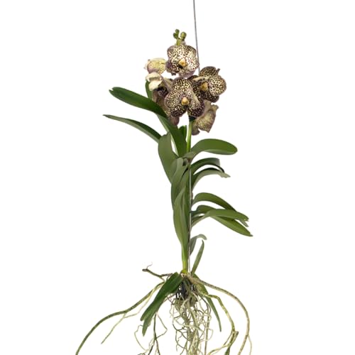 Plant in a Box - Vanda Ocelot Mocha - Tropische Orchidee - Schöne Farbmischung - Blühende Orchidee - Höhe 55-65cm von Plant in a Box