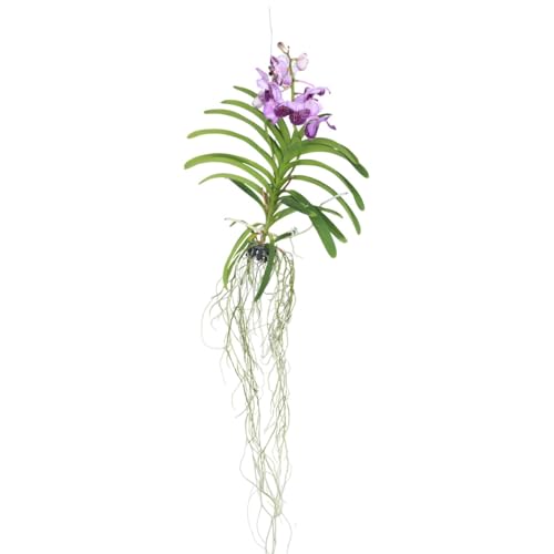 Plant in a Box - Vanda-Orchidee – Flieder – L – Höhe 60 cm von Plant in a Box
