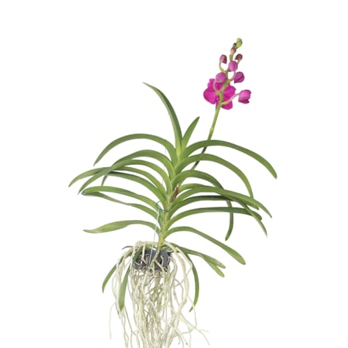 Plant in a Box - Vanda-Orchidee – Rosa – L – Höhe 60 cm von Plant in a Box