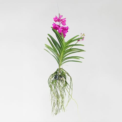 Plant in a Box - Vanda-Orchidee 'Tayanee Cerise' - Cremeweiß - Höhe 65 cm von Plant in a Box