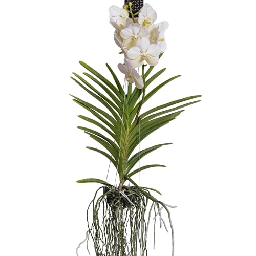 Plant in a Box - Vanda-Orchidee – Weiß – L – Höhe 60 cm von Plant in a Box