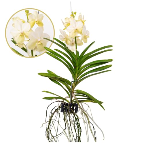 Plant in a Box - Vanda 'Tayanee Weiß' - Tropische Orchidee - Schöne Farbmischung - Blühende Orchidee - Höhe 45-55cm von Plant in a Box