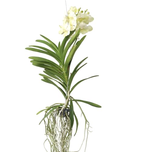 Plant in a Box - Vanda 'Tayanee Weiß' - Tropische Orchidee - Schöne Farbmischung - Blühende Orchidee - Höhe 45-55cm von Plant in a Box
