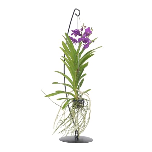 Plant in a Box - Vanda mit Ständer – Blau – Ständerhöhe 70 cm Plant in a Box - Vanda mit Ständer – Blau – Ständerhöhe 70 cm von Plant in a Box