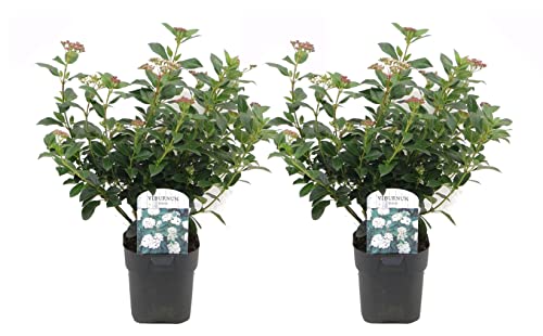Plant in a Box - Viburnum Tinus - 2er Set - Echter Lorbeerbaum Schneeball Pflanze Winterhart - Topf 17cm - Höhe 25-40cm von Plant in a Box