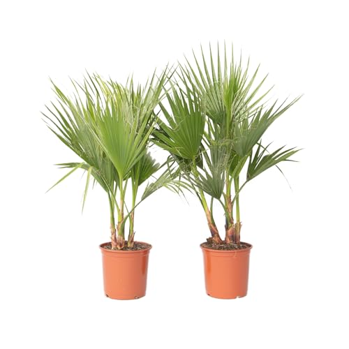 Plant in a Box - Washingtonia Robusta - 2er Set - Mexikanische Fächerpalme - Palmen Winterhart draußen - Tropische Palme - Topf 21cm - Höhe 70-90cm Plant in a Box - Washingtonia Robusta - 2er Set - Mexikanische Fächerpalme - Palmen Winterhart draußen - Tropische Palme - Topf 21cm - Höhe 70-90cm von Plant in a Box