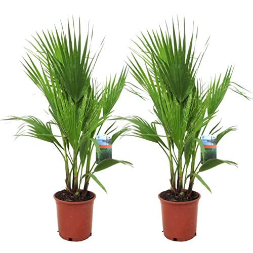 Plant in a Box - Washingtonia Robusta - 2er Set - Mexikanische Fächerpalme - Palmen Winterhart draußen - Tropische Palme - Topf 21cm - Höhe 70-90cm von Plant in a Box