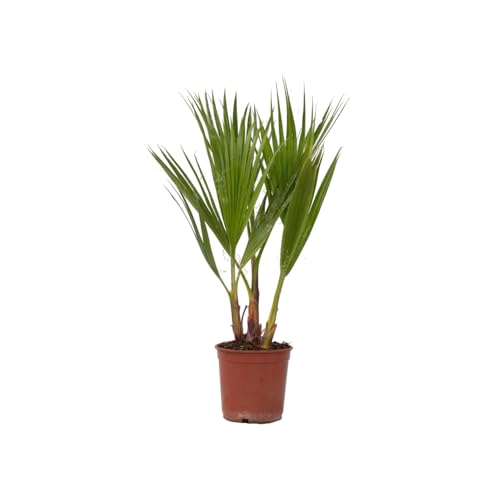 Plant in a Box - Washingtonia Robusta - Mexikanische Fächerpalme - Palmen Winterhart draußen - Topf 15cm - Höhe 50-60cm von Plant in a Box