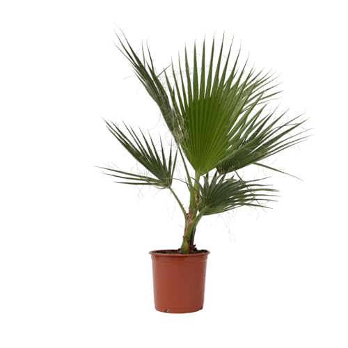 Plant in a Box - Washingtonia Robusta - Mexikanische Fächerpalme - Palmen Winterhart draußen - Tropische Palme - Topf 21cm - Höhe 70-90cm von Plant in a Box