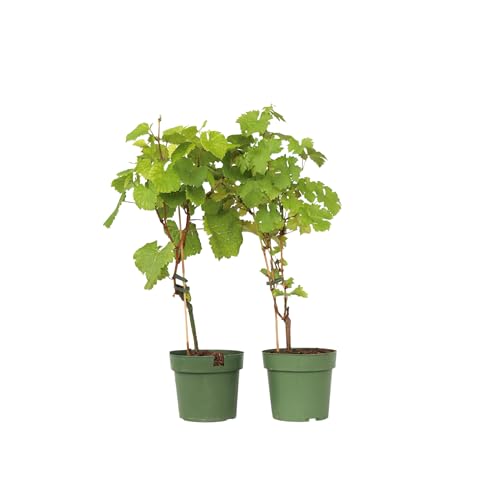 Plant in a Box - Weinmix - Vitis ‘Himrod’ und ‘Vanessa’ - 2er Set - ⌀21cm - Höhe 60-75cm Plant in a Box - Weinmix - Vitis ‘Himrod’ und ‘Vanessa’ - 2er Set - ⌀21cm - Höhe 60-75cm von Plant in a Box