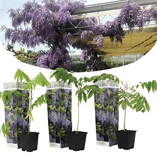 Plant in a Box - Wisteria sinensis - Kletterpflanze - Chinesische Wisteria - Blauregen - Winterhart - 3er Set - Topf 9cm - Höhe 25-40cm von Plant in a Box