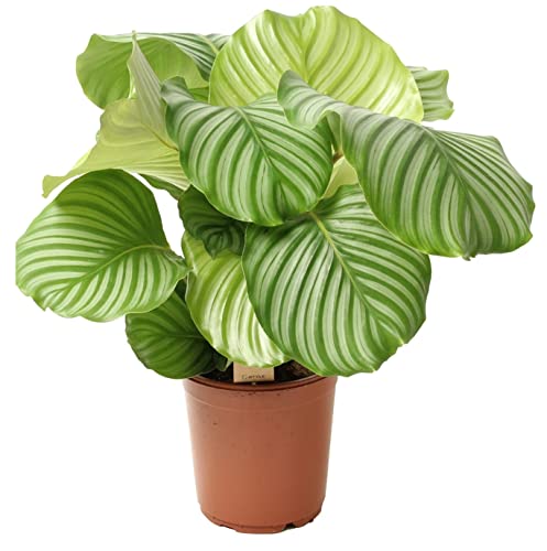 Plant in a Box - Calathea Orbifolia - Korbmarante - Grüne Zimmerpflanze - Luftreinigend - Spezielle Blätter - Topf 21cm - Höhe 55-60cm von Plant in a Box
