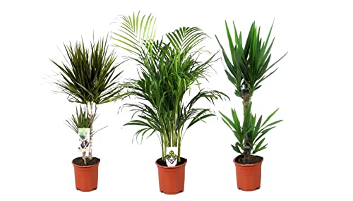 Plant in a Box - Zimmerpflanzen XL - 3er Mix - Palme - Areca, Dracaena, Yucca - Grüne Zimmerpflanzen - Topf 17cm - Höhe 70-90cm von Plant in a Box