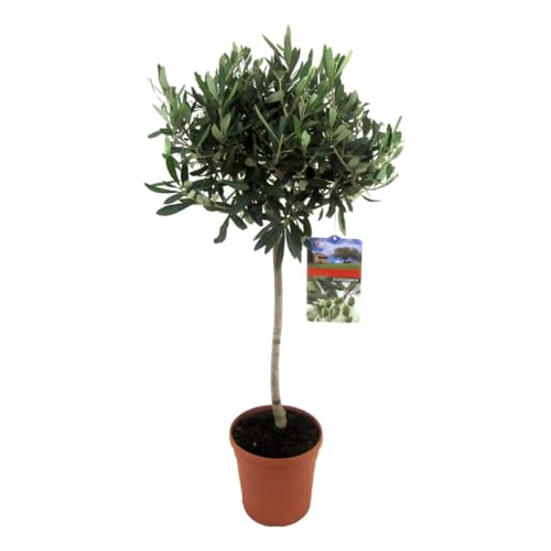 Plant in a Box - Olivenbaum - Olea Europaea - Topf 21cm - Höhe 90-100cm von Plant in a Box