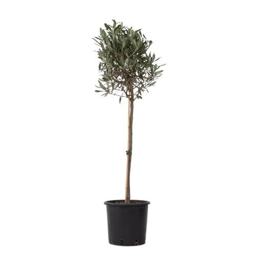 Plant in a Box - Olivenbaum - Olea Europaea - Topf 21cm - Höhe 90-100cm von Plant in a Box