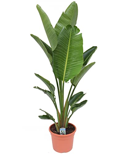 Plant in a Box - Strelitzia Nicolai XXL - Große lebende grüne Interieurpflanze - Paradiesvogelpflanze - Topf 28cm - Höhe 150-170cm von Plant in a Box