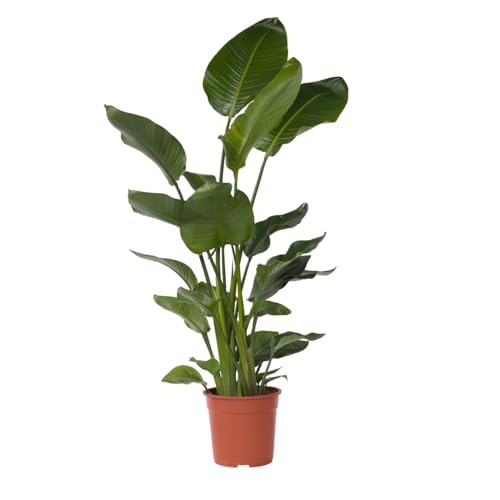 Plant in a Box - Strelitzia Nicolai XXL - Große lebende grüne Interieurpflanze - Paradiesvogelpflanze - Topf 28cm - Höhe 150-170cm von Plant in a Box