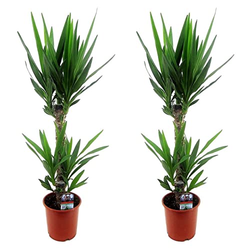 Plant in a Box - Yucca Elephantipes -2er Set - Palmlilie - Palme zimmerpflanze groß - Topf 17cm - Höhe 70-80cm von Plant in a Box