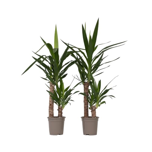 Plant in a Box - Yucca Elephantipes -2er Set - Palmlilie - Palme zimmerpflanze groß - Topf 17cm - Höhe 70-80cm Plant in a Box - Yucca Elephantipes -2er Set - Palmlilie - Palme zimmerpflanze groß - Topf 17cm - Höhe 70-80cm von Plant in a Box