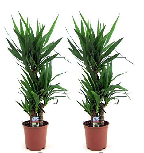 Plant in a Box - Yucca Elephantipes - Palmlilie - 2er Set - Zimmerpflanze - Topf 21cm - Höhe 70-80cm von Plant in a Box