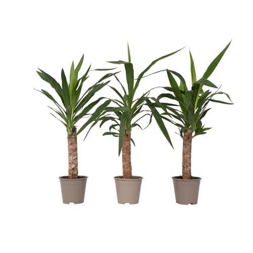 Plant in a Box - Yucca Elephantipes - Palmlilie - 3er Set - Palme Zimmerpflanze - Topf 14cm - Höhe 50-60cm - pflegeleichte Pflanze von Plant in a Box