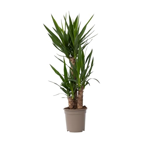 Plant in a Box - Yucca Elephantipes - Palmlilie - Palme Zimmerpflanze groß - Topf 21cm - Höhe 70-80cm von Plant in a Box