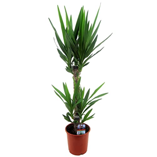 Plant in a Box - Yucca Elephantipes - Palmlilie - Palme zimmerpflanze groß - Topf 17cm - Höhe 70-80cm von Plant in a Box